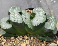 대운옥선 0110 : 하월시아 - 엑스플랜트