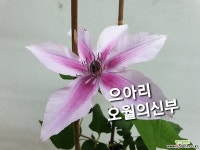 으아리 오월의신부 : 공기정화식물 - 엑스플랜트 으아리  오월의신부 : 공기정화식물 - 엑스플랜트