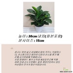 콩고(중품) 필로덴드론 공기정화식물 키우기쉬운식물 콩고나무 : 공기정화식물 - 엑스플랜트