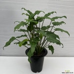 짙은 녹색의 광택도는 잎 필로덴드론 제나두 셀렘 : 공기정화식물 - 엑스플랜트