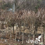 화살나무독립수 키1.5m 지름6cm : 조경나무 묘목 - 엑스플랜트