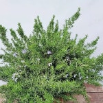 공기정화식물 - 엑스플랜트