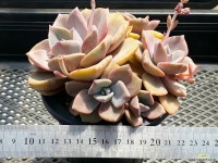 짚시67 자연군생 - 엑스플랜트