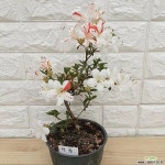 왜철쭉 제월38 : 야생화 - 엑스플랜트