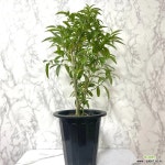 야래향나무 대품 야래향 모기기피식물 야레향 : 공기정화식물 - 엑스플랜트