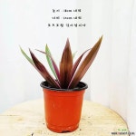 부자란 자주만년초 [하늘꽃농원] : 공기정화식물 - 엑스플랜트