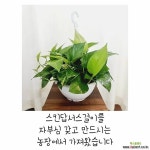자부심을 가지고 농장에서 만든 스킨답서스 걸이 싱싱하고 탐스러워요 : 공기정화식물 - 엑스플랜트