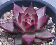 쉐인 선별우수품/튼실합니다 경매-다육식물 쉐인 선별우수품/튼실합니다  경매-다육식물  