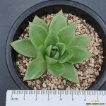 ❤️천원경매 마리아백금 b.297 경매-다육식물 ❤️천원경매 마리아백금 b.297 경매-다육식물  