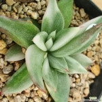 백호마리아쌍두w45 경매-다육식물 백호마리아쌍두w45 경매-다육식물  