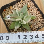 백호마리아쌍두w45 경매-다육식물 백호마리아쌍두w45 경매-다육식물  