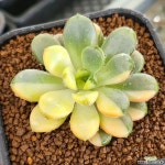 홍포도금 경매-다육식물 홍포도금 경매-다육식물  