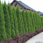 에메랄드그린 H0.8m이상 7치 포트 측백 조경수 고급수종 울타리목... 8m이상   7치 포트   측백  조경수  고급수종 울타리목 상록수 서양측백... 