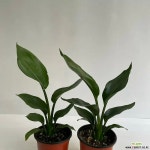 꽃피는극락조 2개묶음 공기정화식물 반려식물 온누리농원 : 공기정화식물 - 엑스플랜트