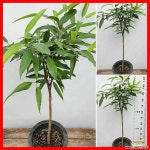 꽃과나무 ] 알리고무나무 / 관엽 / 중품 中品 / 최저온도 13도 / 동남아시아 : 공기정화식물 - 엑스플랜트