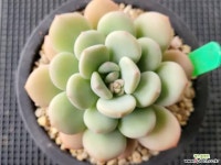 프라미스 1128 - 엑스플랜트