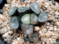 서운만상 70-90 - 엑스플랜트