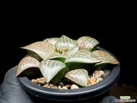 수정콤프토니아(대묘) 71-39 - 엑스플랜트