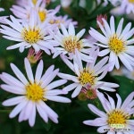 서경농원 좀개미취 모종 보라색꽃 여름 가을 오래가는꽃 들꽃 야생화 3치 포트 20개 : 꽃 모종 - 엑스플랜트