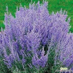 서경농원 러시안세이지 모종 보라색꽃 가을꽃 들꽃 야생화 3치 포트묘 20개 : 꽃 모종 - 엑스플랜트