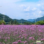 순희농장 버들마편초 여름꽃모종 3치 포트 오래피는꽃 보라색 야생화 20개 : 꽃 모종 - 엑스플랜트