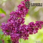 유럽라일락 나무 묘목 향기라일락 모음전 베이징골드 북경라일락 사라샌드 메덴스블러쉬 백라일락 라일락 나무언니 : 꽃나무 묘목 - 엑스플랜트