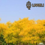 황금회화 나무 묘목 활엽수 정원수 나무언니 : 조경나무 묘목 - 엑스플랜트
