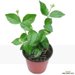 아라비안자스민 소품 말리화 함박 자스민 꽃 나무 식물 키우기 : 공기정화식물 - 엑스플랜트