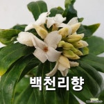 백천리향 흰색천리향 : 공기정화식물 - 엑스플랜트