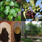 황칠나무 묘목 (60cm전후 포트묘)[목하원예조경] : 공기정화식물 - 엑스플랜트