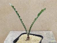 아프리카식물/헤만투스 크리스퍼스-3893 아프리카농장 : 아프리카식물(코덱스) - 엑스플랜트