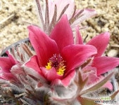 동강할미꽃 아름2호(1Set 2포트) : 야생화 - 엑스플랜트