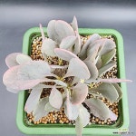 오소나 헤레이 : 아프리카식물(코덱스) - 엑스플랜트