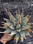 우타헨시스 아가베 agave utahensis : 아프리카식물(코덱스) - 엑스플랜트