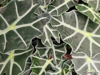 알로카시아 거북알로카시아 실내식물 반음지식물 공기정화식물 : 공기정화식물 - 엑스플랜트