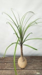 덕구리난 ( 도꾸리난 , 80-90cm ) : 관엽식물 - 엑스플랜트