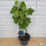 에메랄드 블루 사파이어 포도나무25 : 과일/열매 나무 묘목 - 엑스플랜트