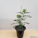 [진아플라워] 대방출 이벤트행사 년중 꽃이 피는 신품종 오렌지 자스민 129 화원 농원 : 공기정화식물 - 엑스플랜트