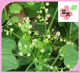 꼭두서니 씨앗(20립) -종자씨앗 : 꽃/야생화 씨앗 - 엑스플랜트