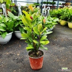 하늘꽃농원 익소라 소품 : 공기정화식물 - 엑스플랜트