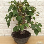 돌배나무분재150 - 동일품배송 : 과일/열매 나무 묘목 - 엑스플랜트