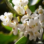 구골나무 은목서 17cm화분 구골목서 향기나는 꽃 : 꽃나무 묘목 - 엑스플랜트