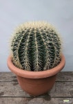 꽃과나무] 금호 (30-40cm) : 선인장 - 엑스플랜트