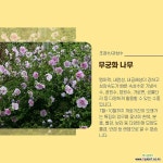 무궁화나무 묘목 2년생 키1.2m이상 특묘 10주묶음 [라이브묘목농원] : 꽃나무 묘목 - 엑스플랜트