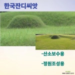 한국 잔디씨앗20g-2개 잔디씨앗 잔디씨 산소 정원용 잔듸씨앗 잔디 들잔디 한국잔디씨 : 잔디씨앗 - 엑스플랜트