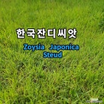 한국 잔디씨앗20g 잔디씨앗 잔디씨 산소 정원용 잔듸씨앗 잔디 들잔디 한국잔디씨 : 잔디씨앗 - 엑스플랜트