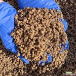 24년 금산 인삼개갑씨앗 10g /재래종씨앗,산양삼,장뇌삼,텃밭,화분 : 기타씨앗 - 엑스플랜트