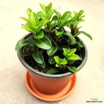 들꽃향기 공기정화초화식물 탑사철 : 공기정화식물 - 엑스플랜트