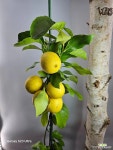 오리지날레몬나무( 대품) 열매가 좋아요 : 공기정화식물 - 엑스플랜트