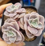 러블리로즈 : 다육식물 - 엑스플랜트